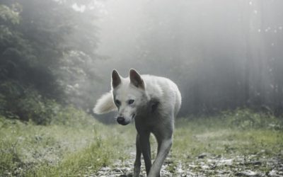The Importance of the Wildlife Corridors Conservation Act