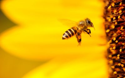 EPA Changes Rules to Allow Pesticide Harmful to Bees