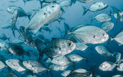 Trump Opens Protected Marine Monument to Commercial Fishing