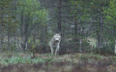 Trump Administration Removes Federal Protections for Gray Wolves