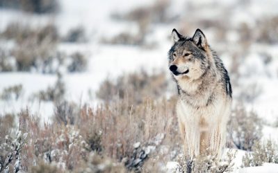 Trapped by Bureaucrats: The Gray Wolf’s Struggle For Survival