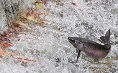 Dams Versus Salmon on the Snake River