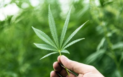As Cannabis is Increasingly Being Legalized, What Are Its Health Risks and Benefits?