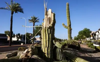Extreme Heat Ravages Arizona