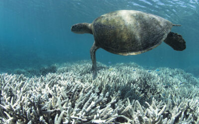 Ocean Coral’s White Skeletons Send a Stark Message