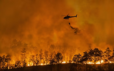 The Summer of Wildfires Part 1: The U.S. (Environmental Policy Brief #166)